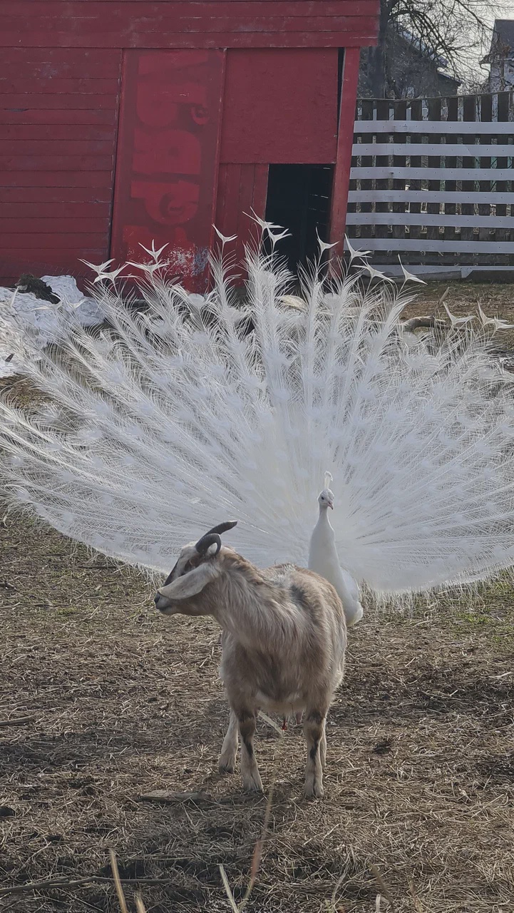 Экоферма, верховая езда и контактный зоопарк 