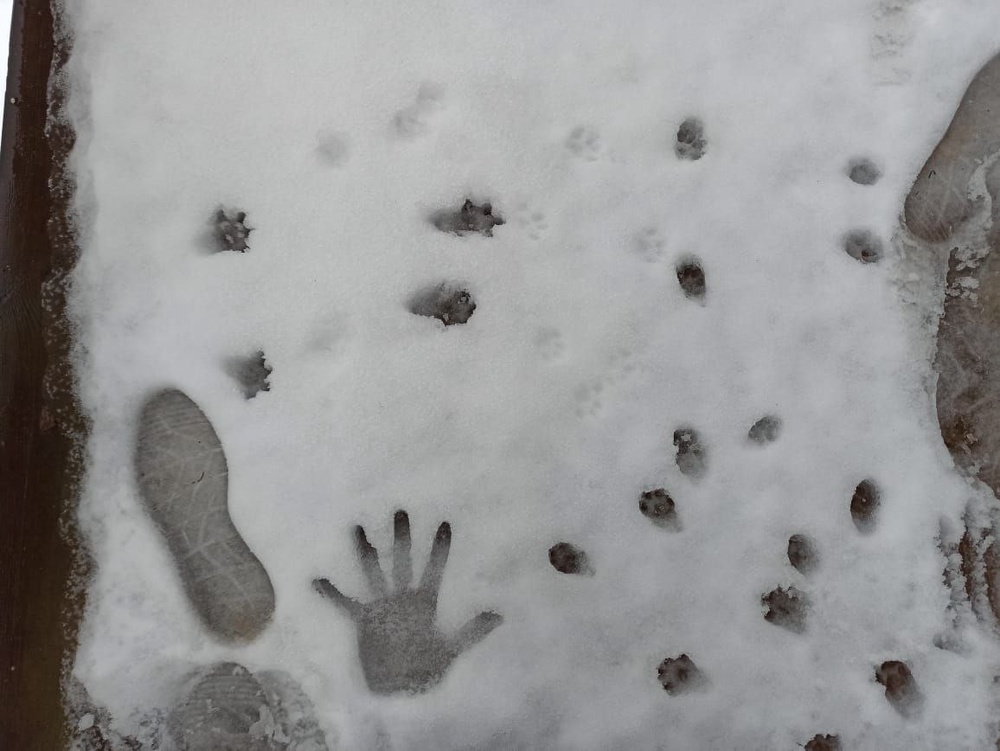 Новый год на Анти-даче!