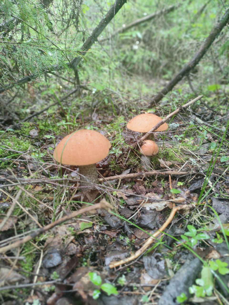 Рыбалка и тихая охота