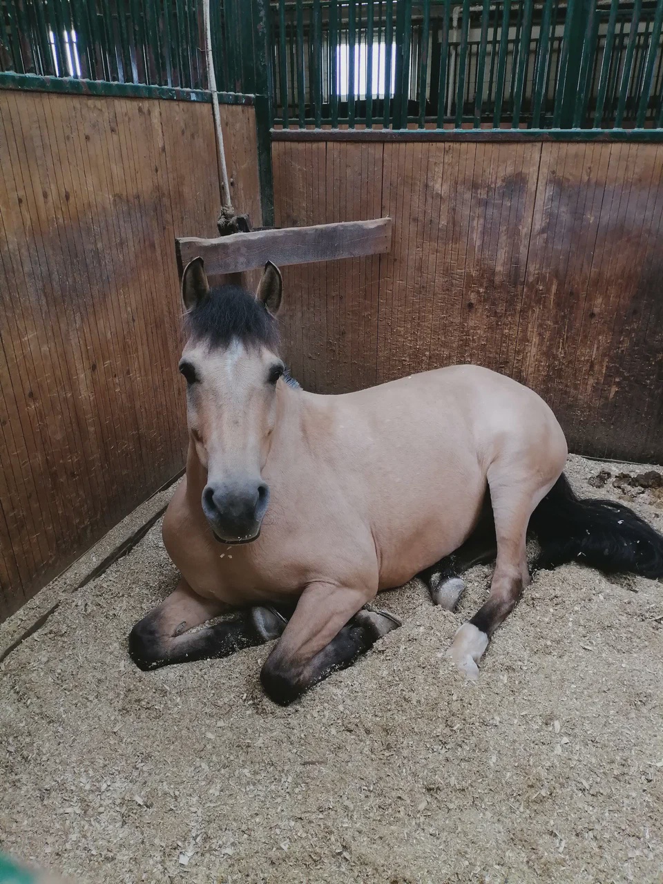 Экоферма, верховая езда и контактный зоопарк 