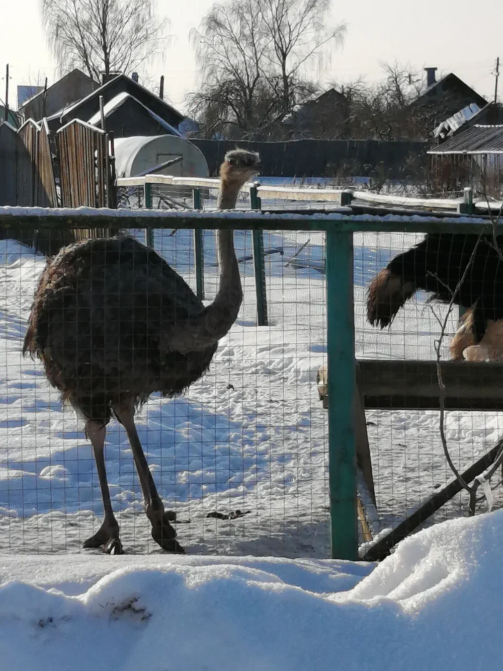Экоферма, верховая езда и контактный зоопарк 