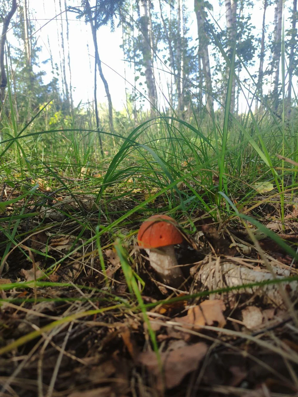 Рыбалка и тихая охота