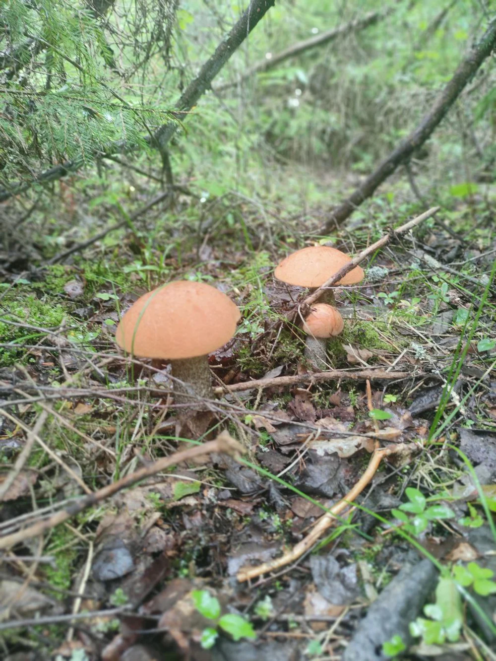 Рыбалка и тихая охота