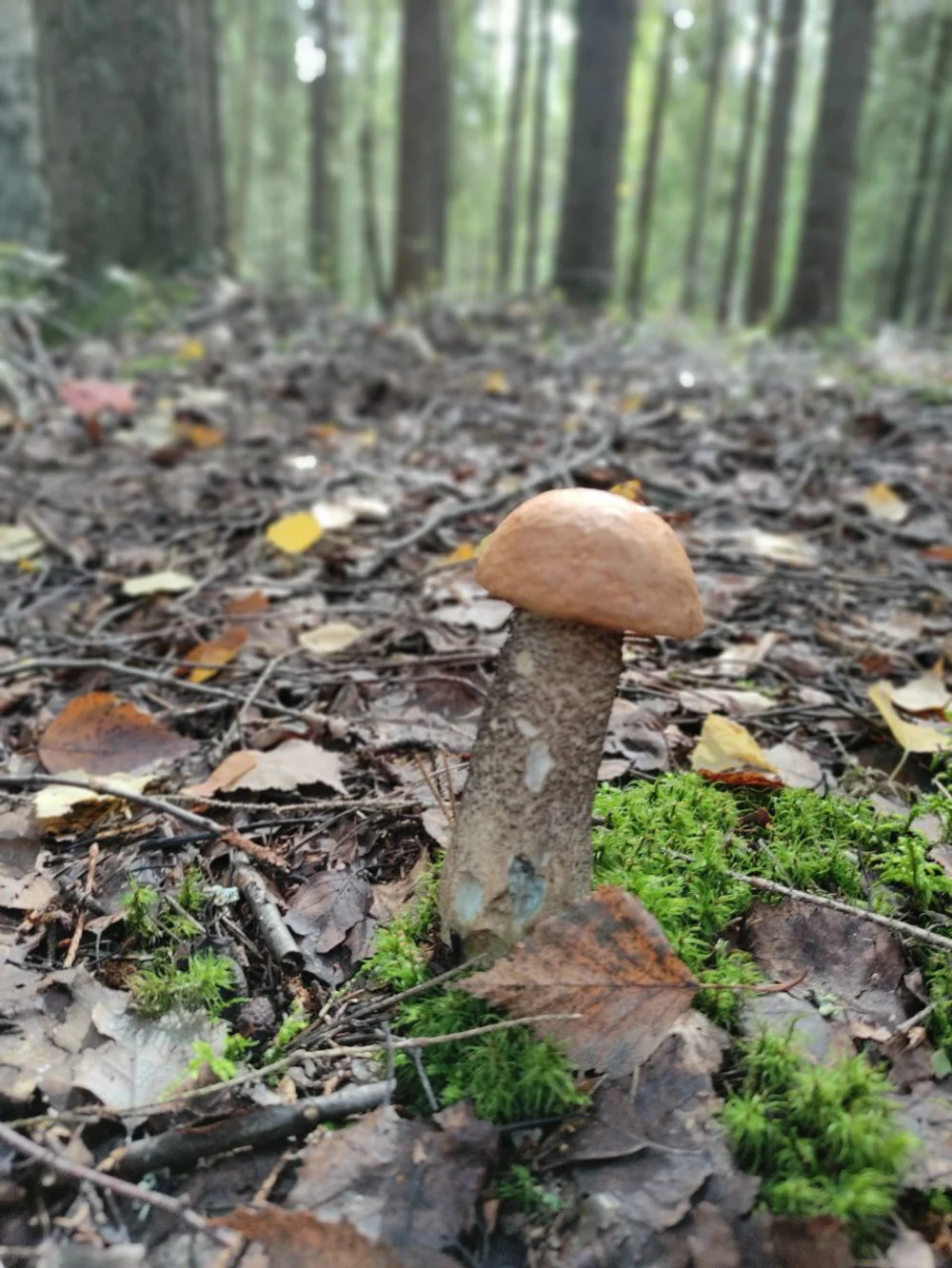 Рыбалка и тихая охота