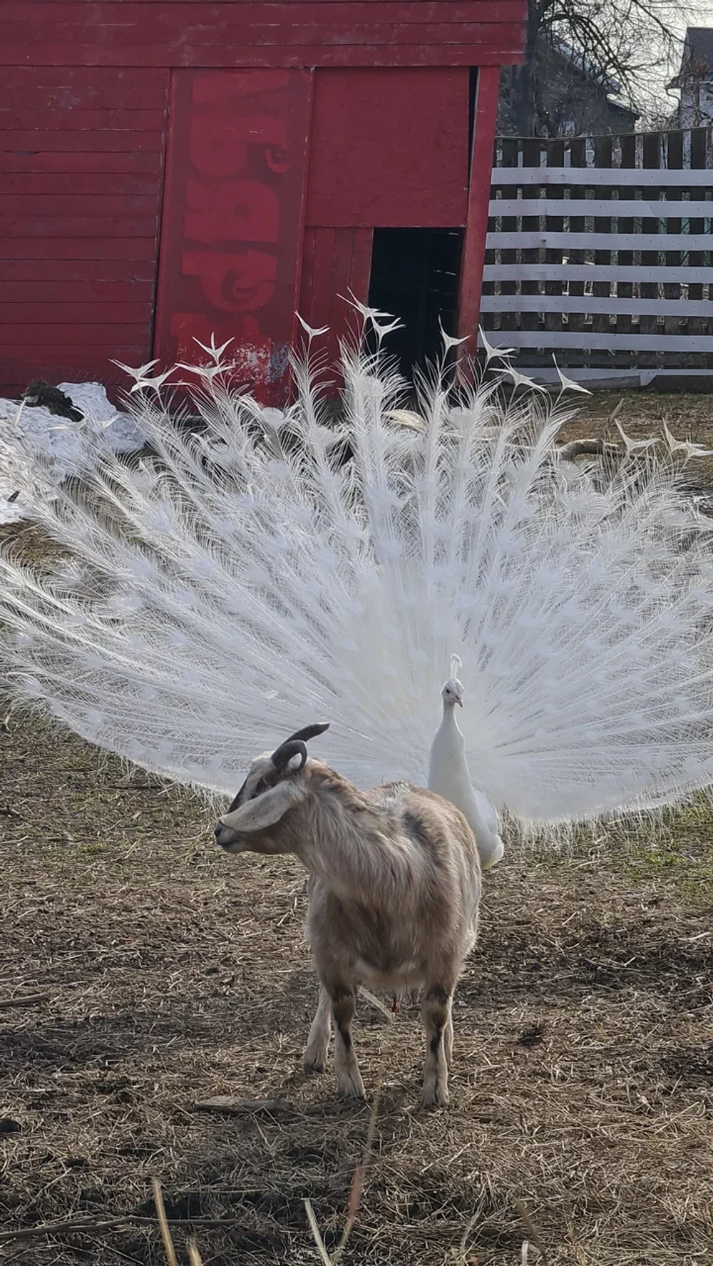 Экоферма, верховая езда и контактный зоопарк 