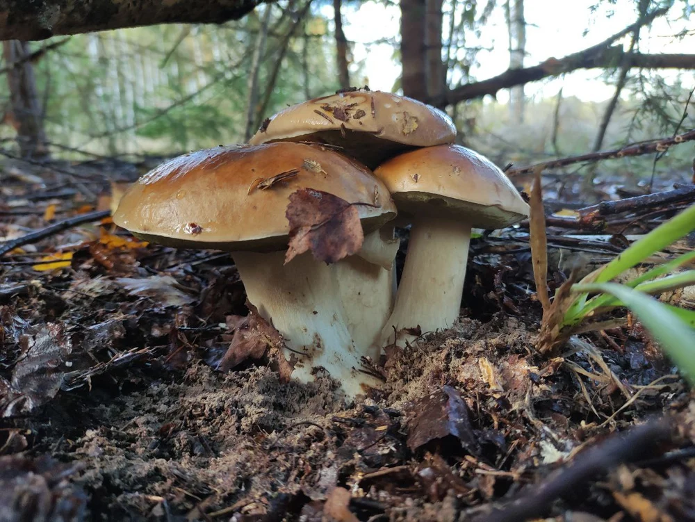 Рыбалка и тихая охота