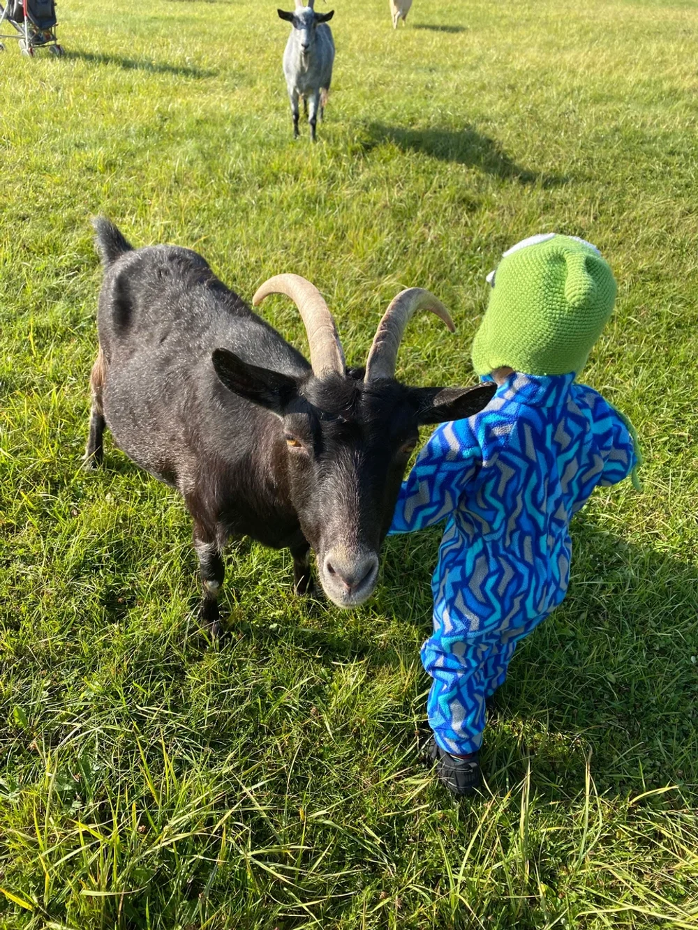 Экоферма, верховая езда и контактный зоопарк 