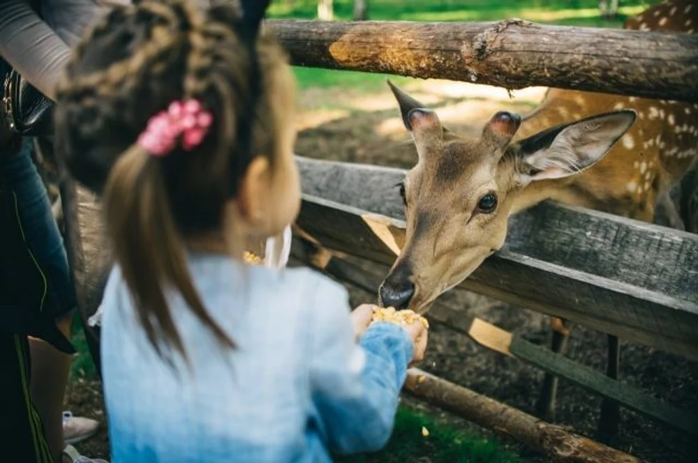 Экоферма, верховая езда и контактный зоопарк